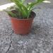 Perene: HOSTA albomarginata, slika3